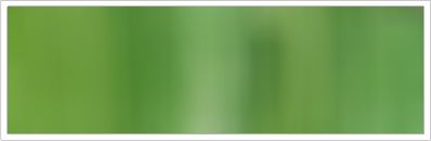 25mm Organza No 80 Olive 1